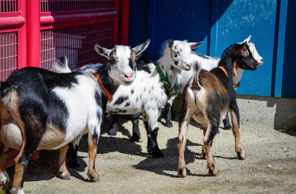 goats PDZA