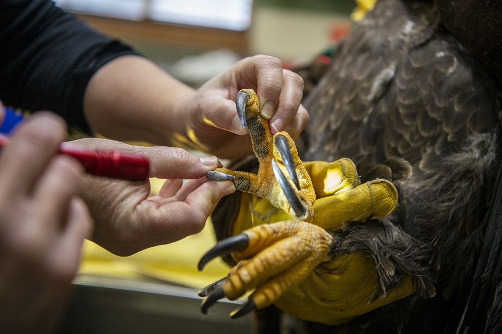 Exams of bald eagles Sequoia, Sucia, Salish and Cheveyo with Keeper Wendi Mello and Veterinarian Dr. Allison Case.