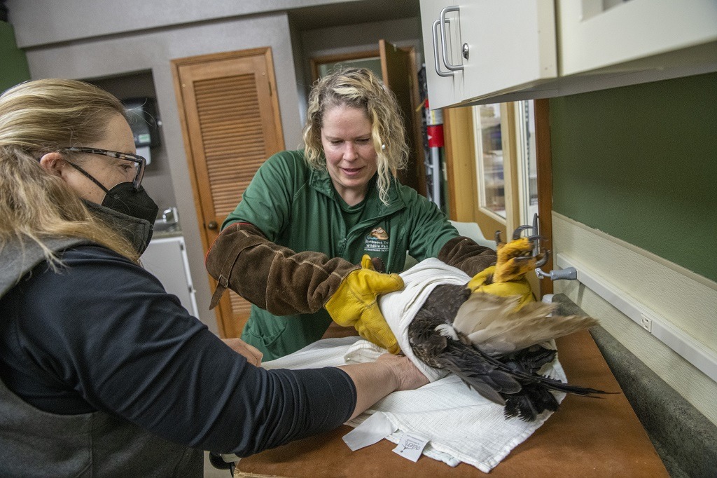 Exams of bald eagles Sequoia, Sucia, Salish and Cheveyo with Keeper Wendi Mello and Veterinarian Dr. Allison Case.