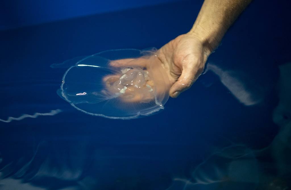 PDZA aquarium Jellyfish