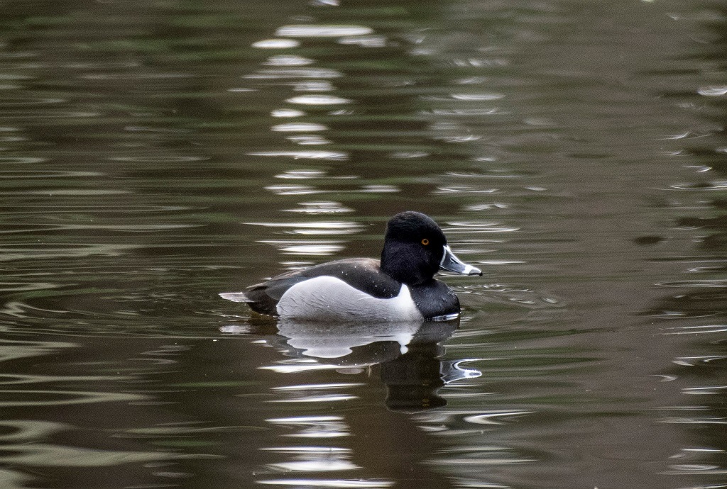 Waterfowl - Free Roaming Area -Ring-necked duck.