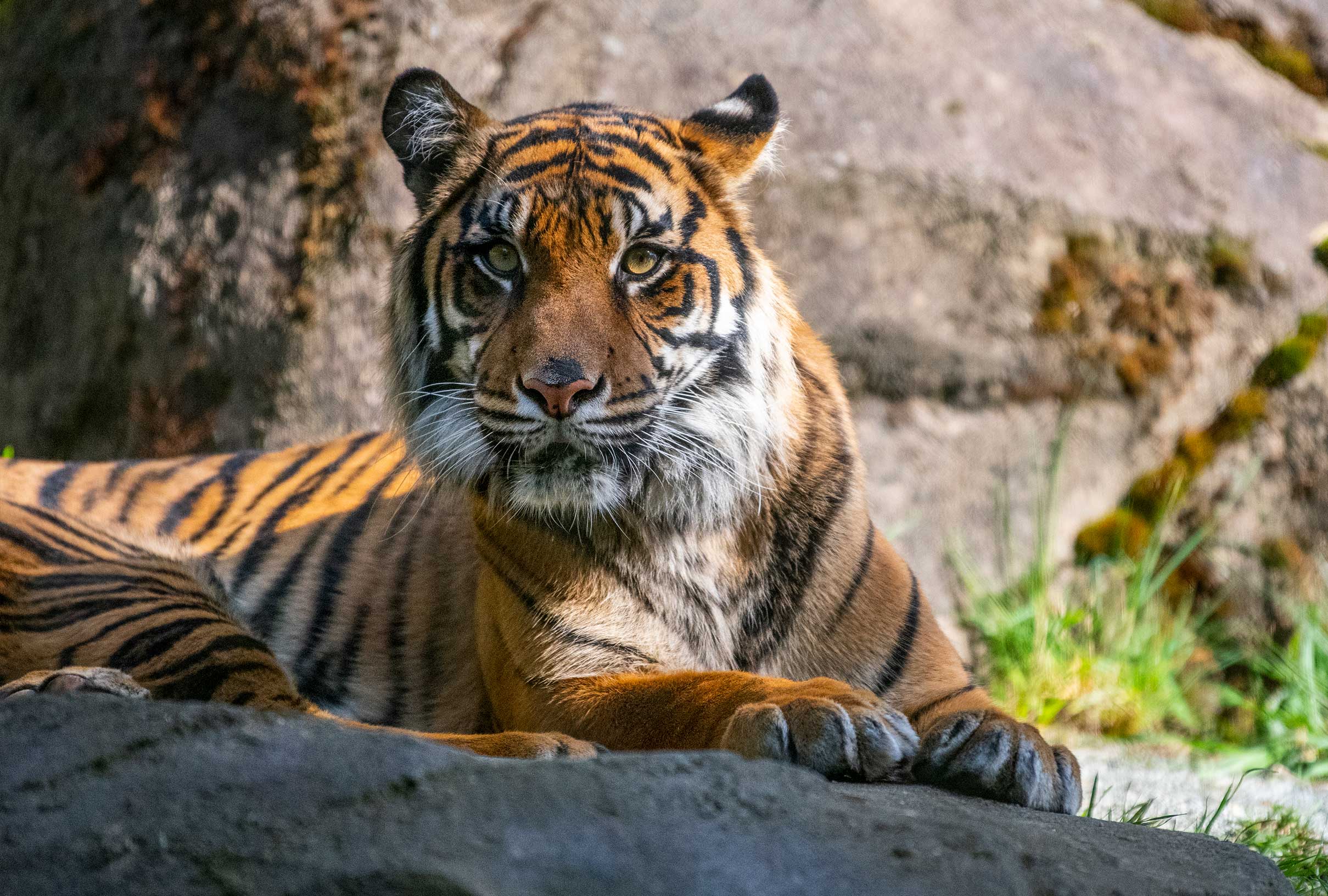 Tiger-kali-at-Zoo