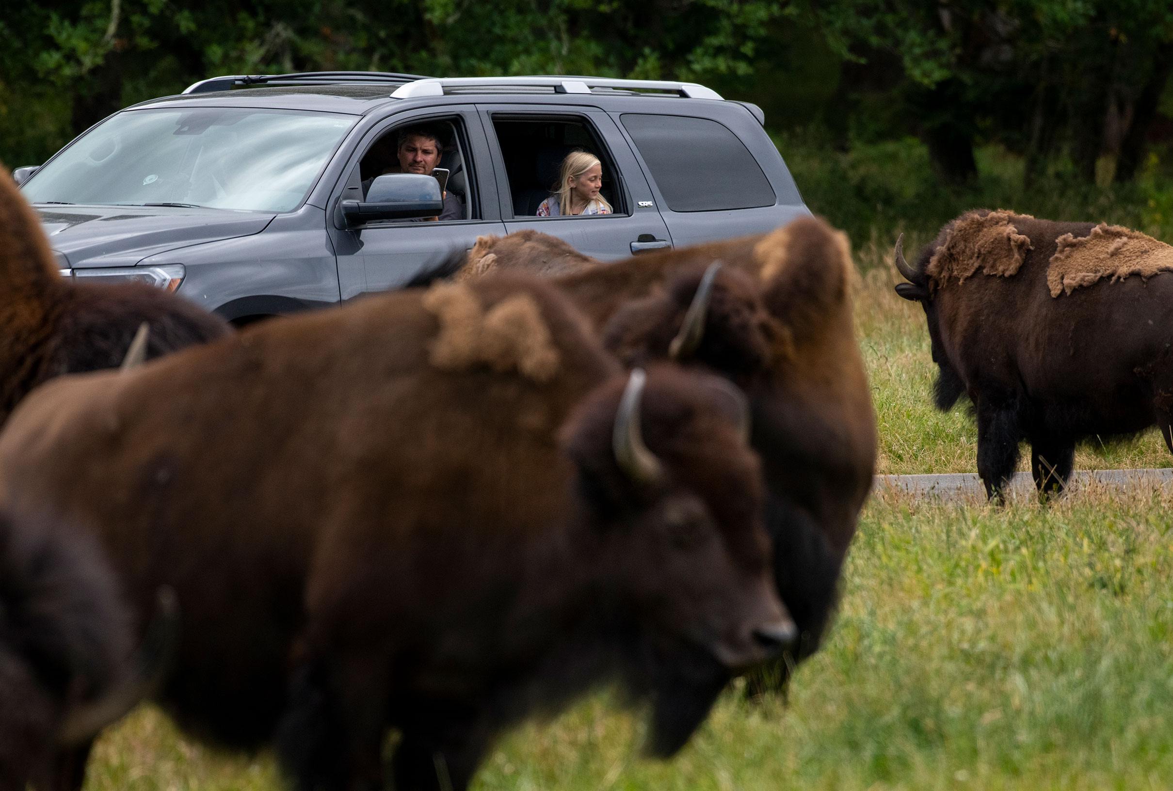Wild-Drive-Dad-driving-with-girl-in-back-bison-herd