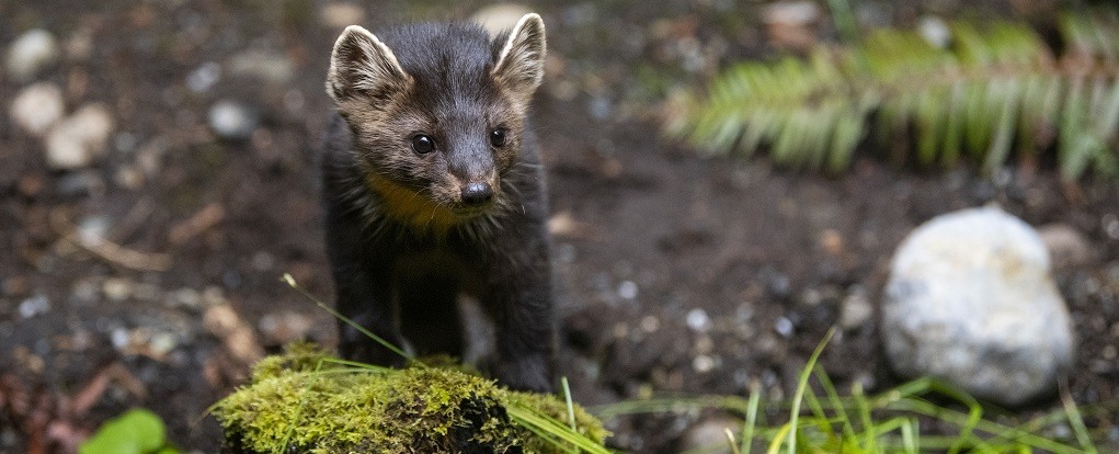 Forest The American Marten