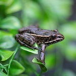Northern leopard frog thumbnail