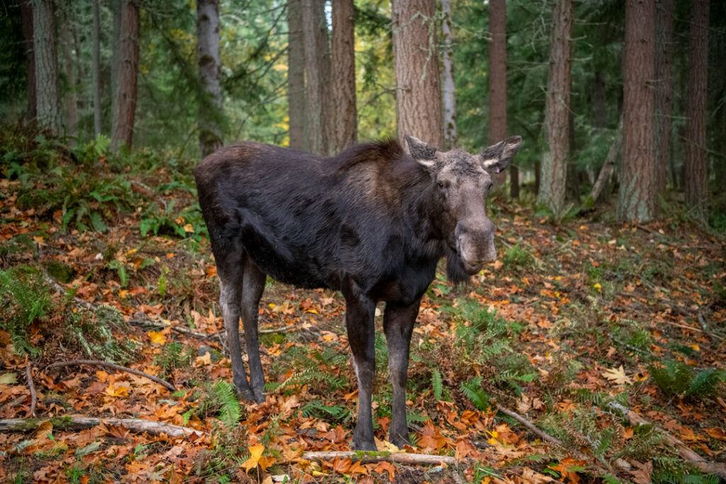 Aspen-Moose-in-Fall-Leaves