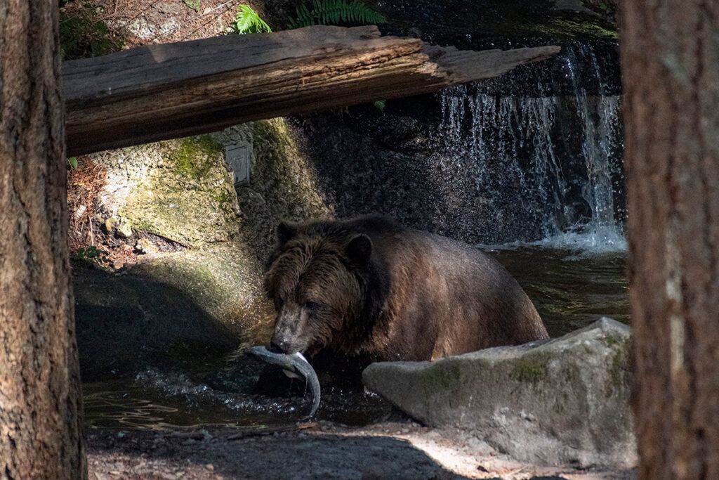 Grizzly bear eats fish