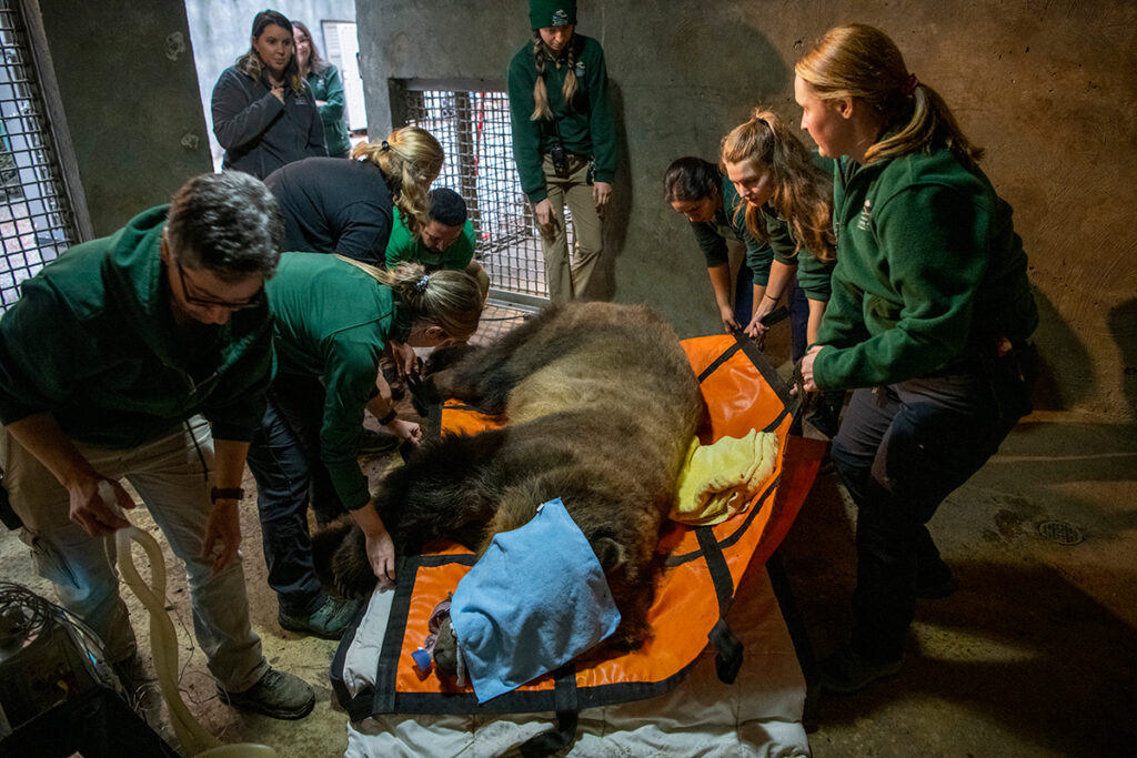 Keepers move grizzly bear to soft pads 