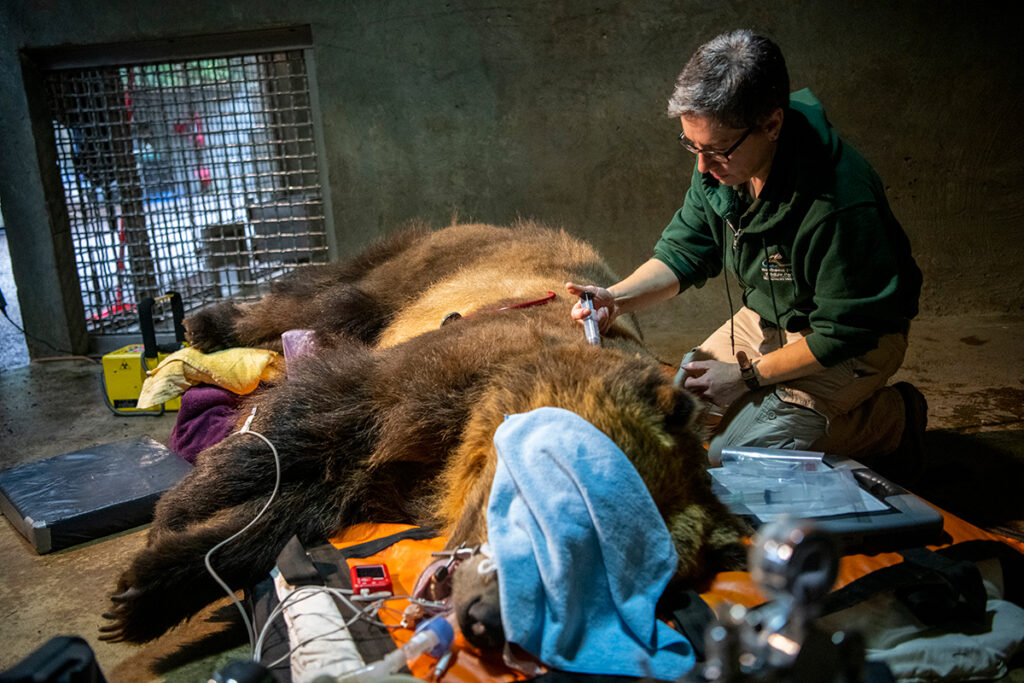 Veterinary technician gives grizzly bear a vaccine
