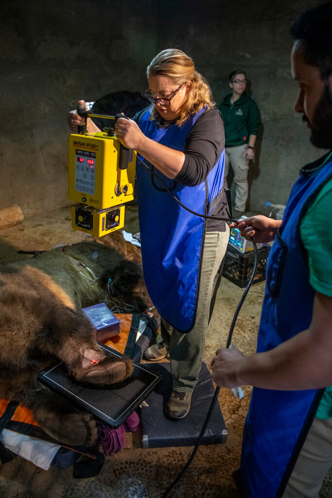 veterinarian takes radiographs of grizzly bear