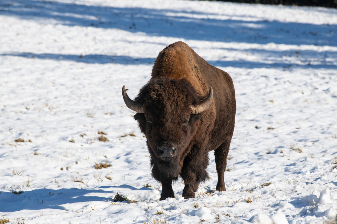 Animals Keeping Warm in Their “Winter Coats” - Northwest Trek