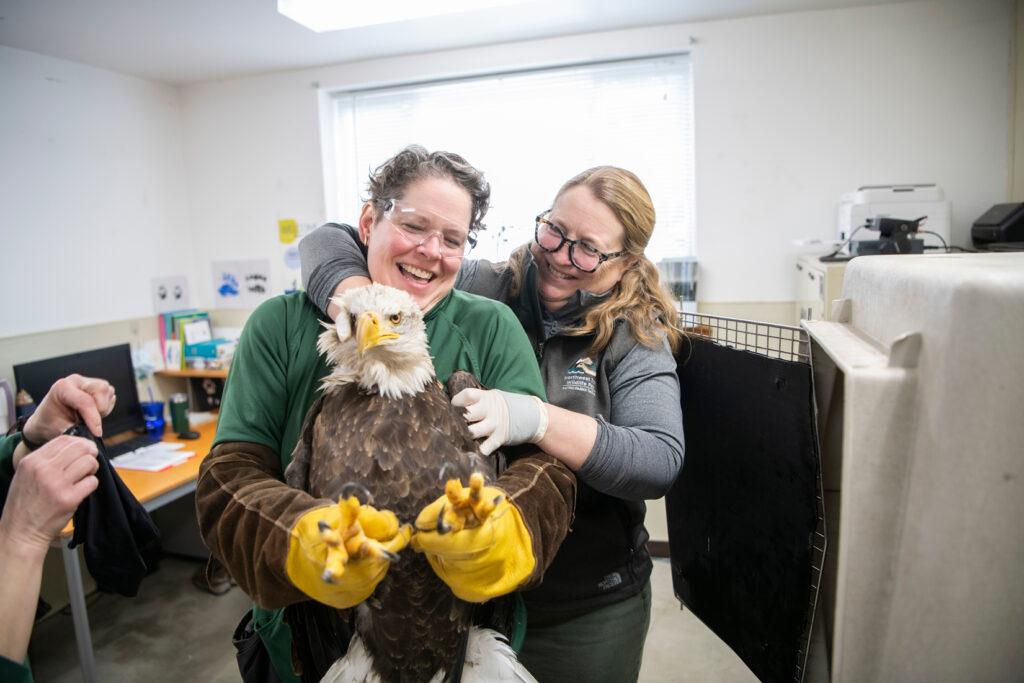 Vet and Keeper holding eagle in preparation for exam