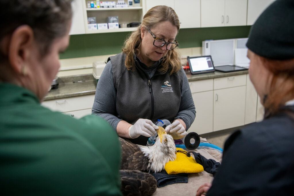 Beak examination by Head Veterinarian Dr. Allison Case