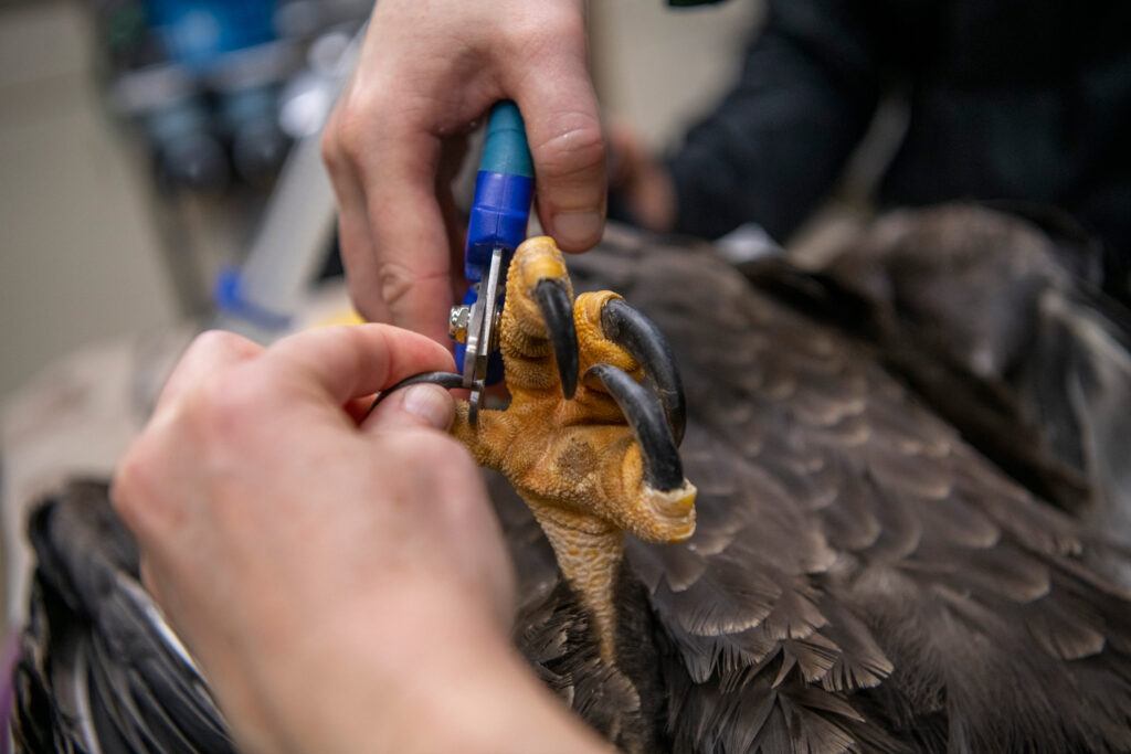 Eagle talons being trimmed