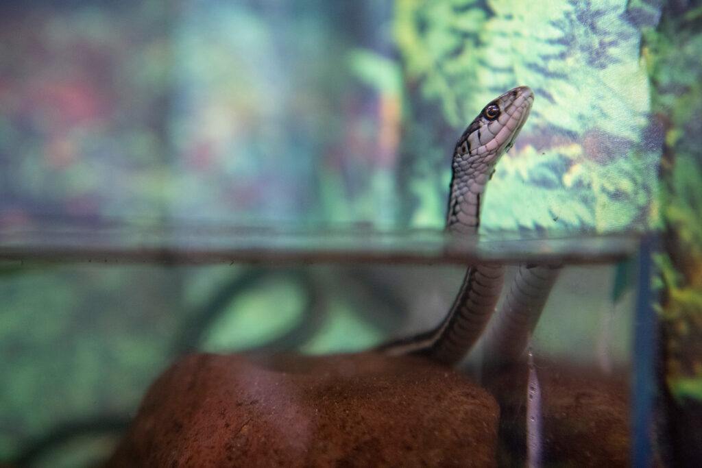 matcha the garter snake in her habitat