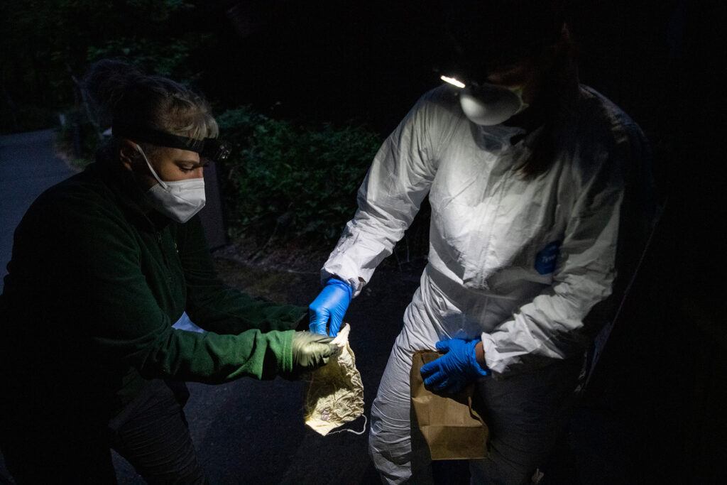 researchers gathering bats for white-nose syndrome study