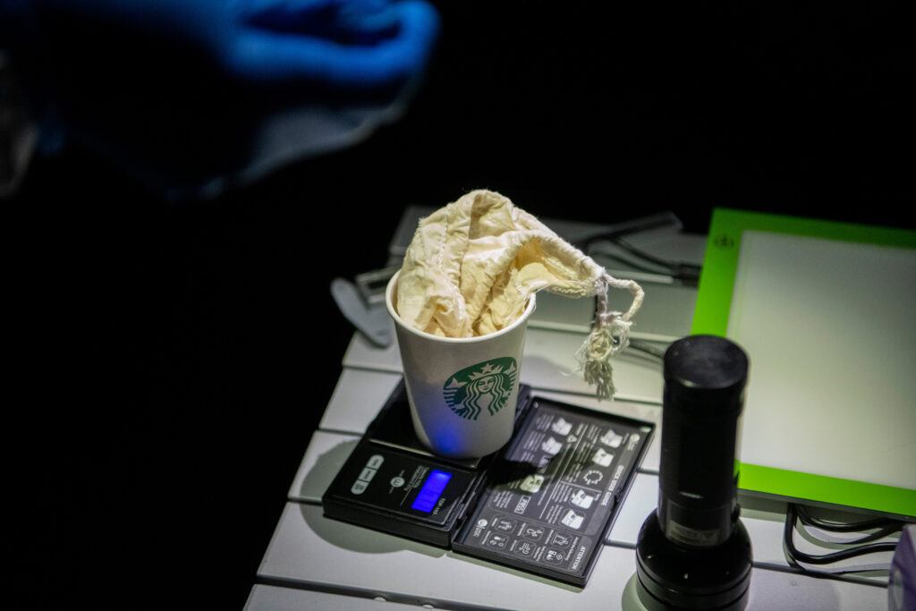 Bat in small coffee cup and bag being weighed