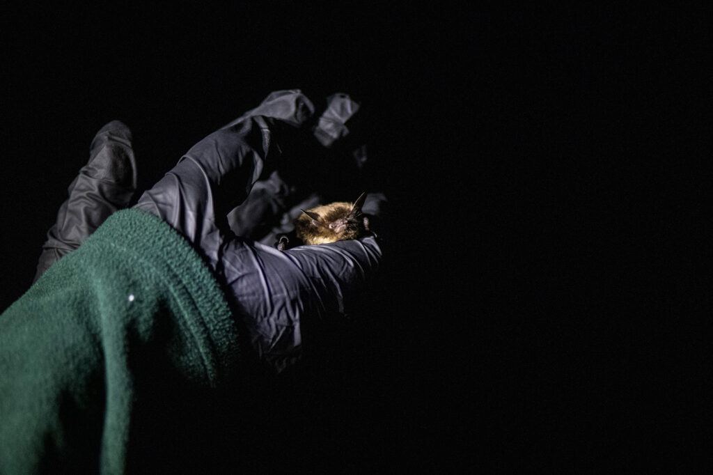 Bat in researchers hand during white-nose syndrome study
