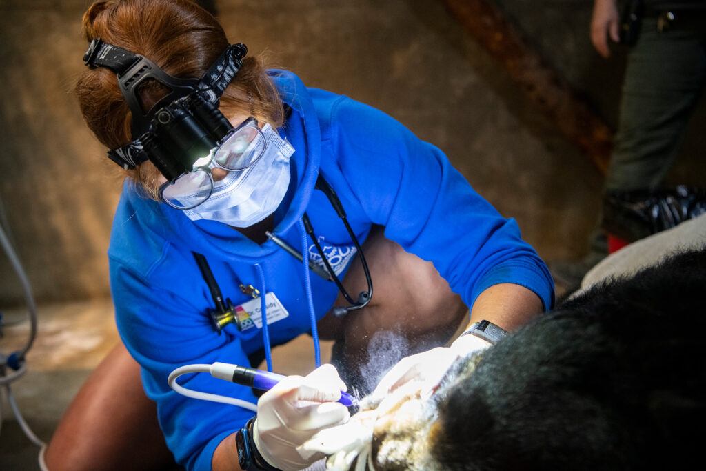 Dr. Cassidy Soehnlein give Fern dental cleaning