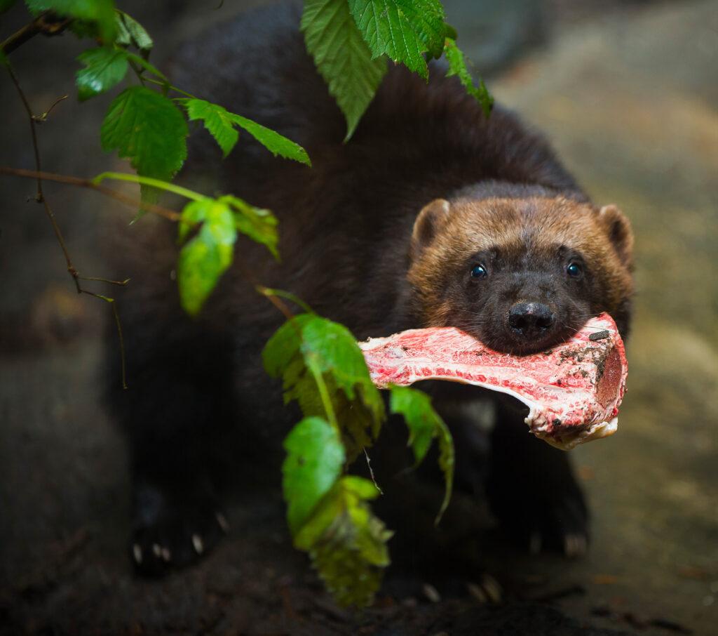 wolverine with meat in their mouth