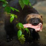 wolverine with meat in their mouth