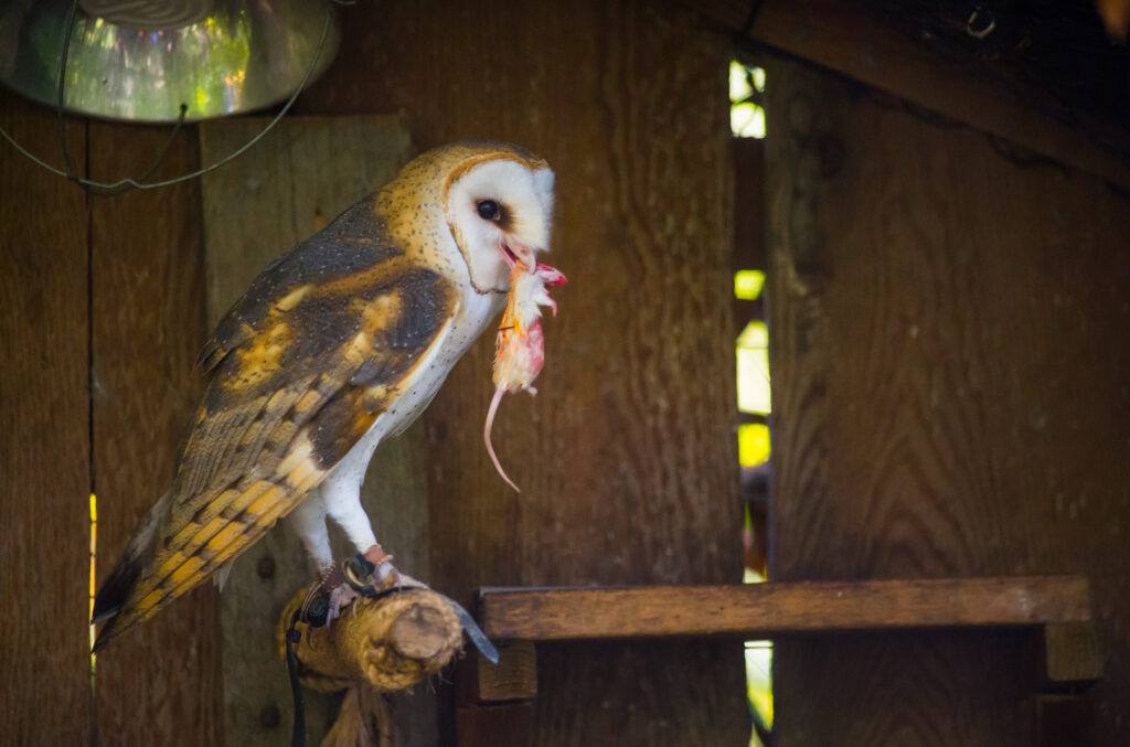 barn owl eating a mouse