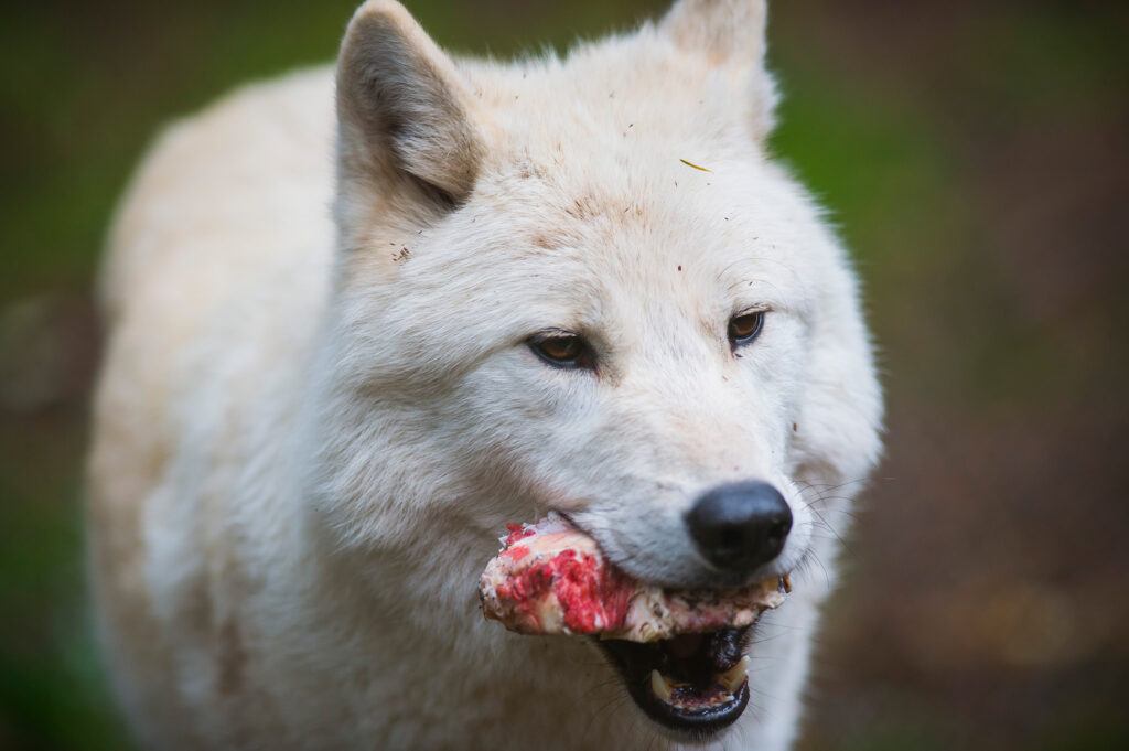 gray wolf eating meat