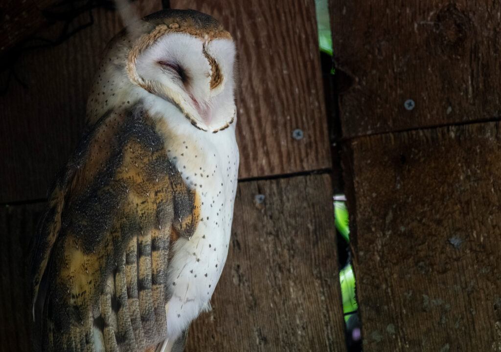 barn owl sleeping at northwest trek wildlife park in washington state