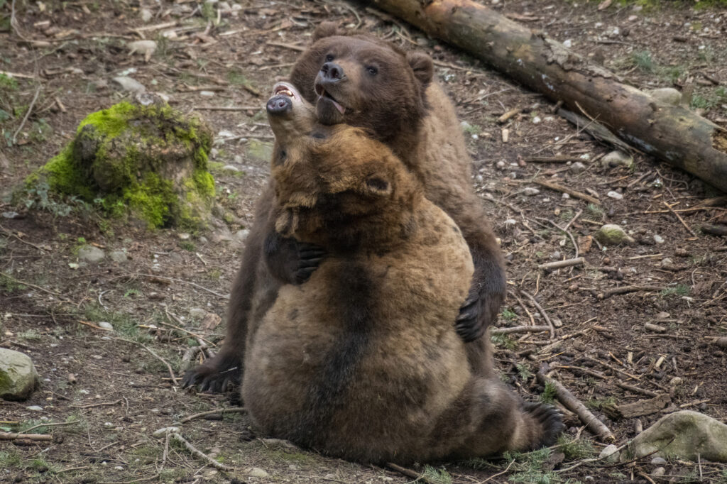 Grizzly bears Huckleberry and Hawthorne hug during a wrestling play session. 