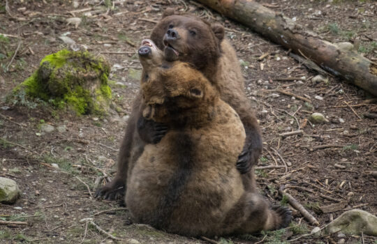 Grizzly bears Huckleberry and Hawthorne hug during a wrestling play session.