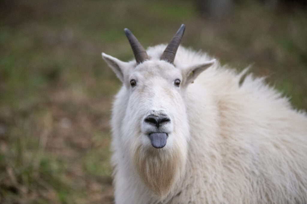 Mountain goat Klahhane sticks out his tongue.
