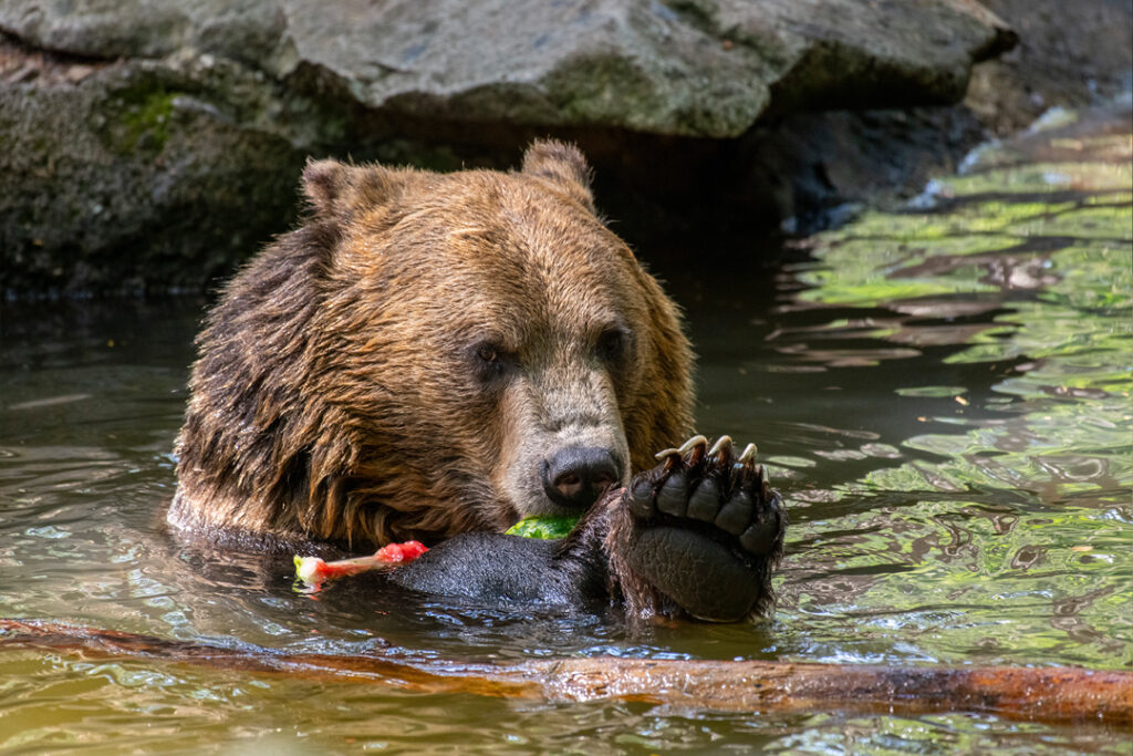 SEE THE BEARS IN ACTION THIS SPRING - Northwest Trek