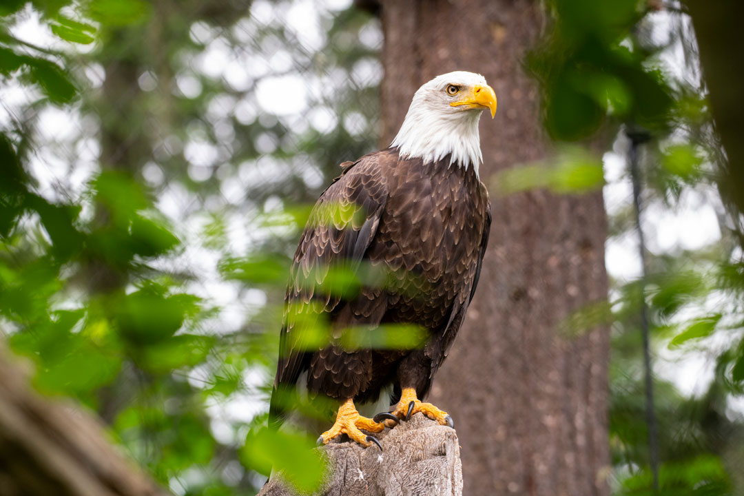 bald eagle
