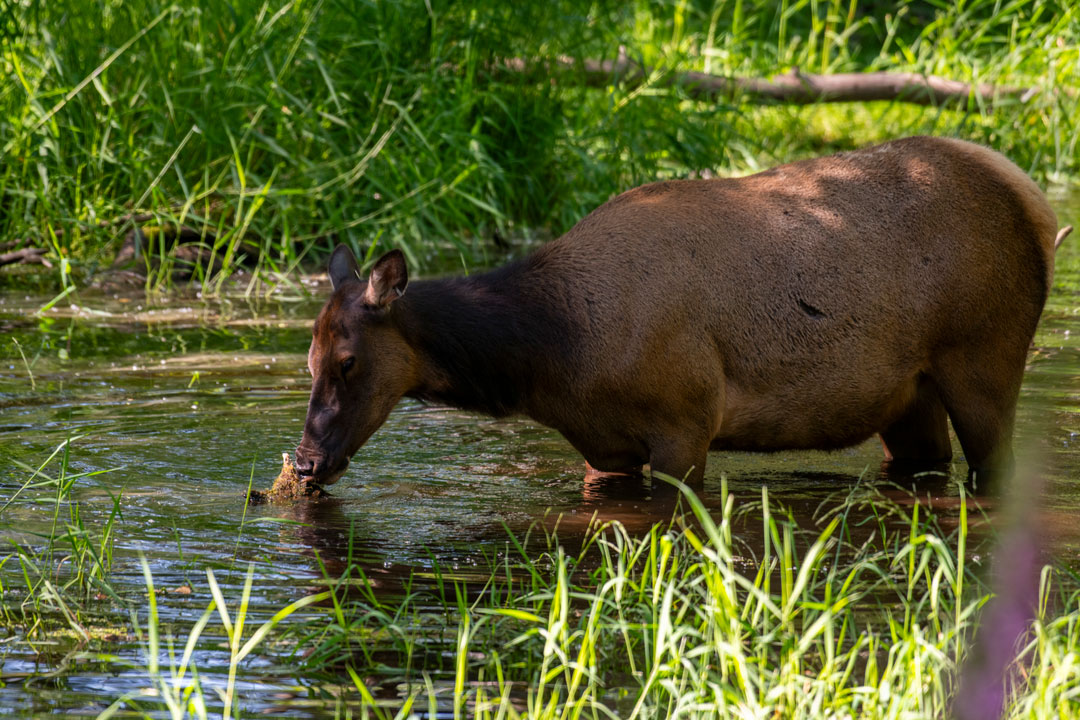 elk