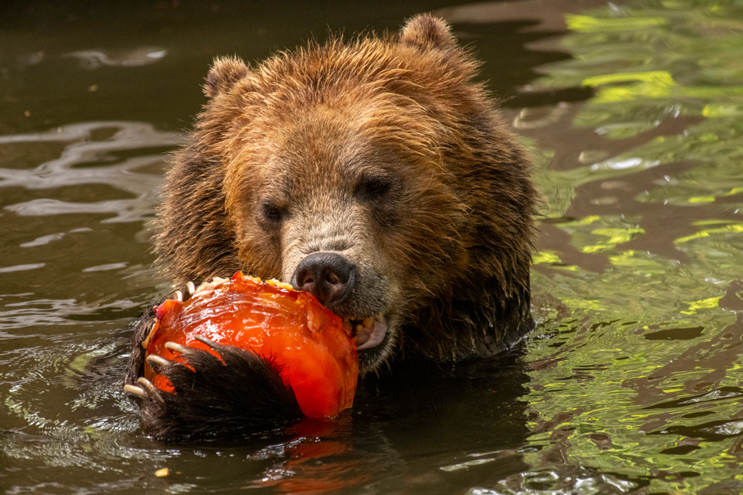 grizzly
