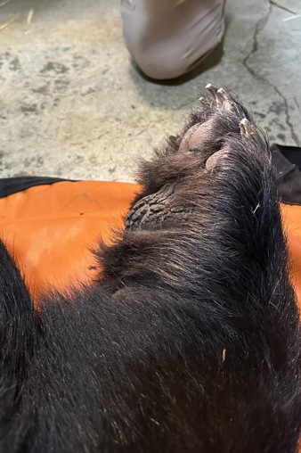 Benton black bear paw procedure 2024