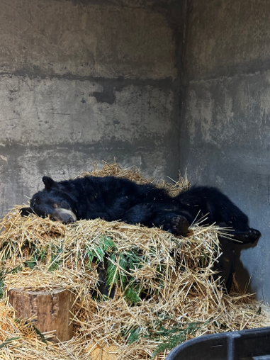 Benton black bear paw procedure 2024