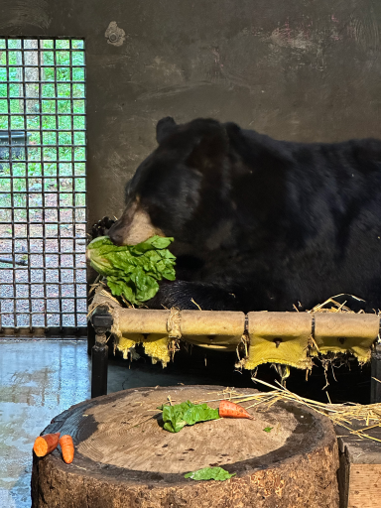 Benton black bear paw procedure 2024