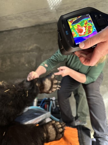 Benton black bear paw procedure 2024