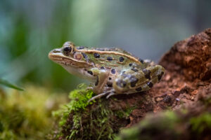 northern leopard frog Sprout