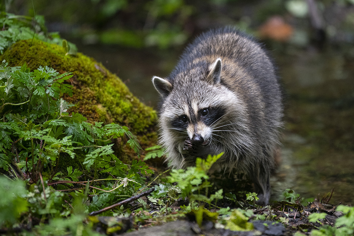 new raccoons