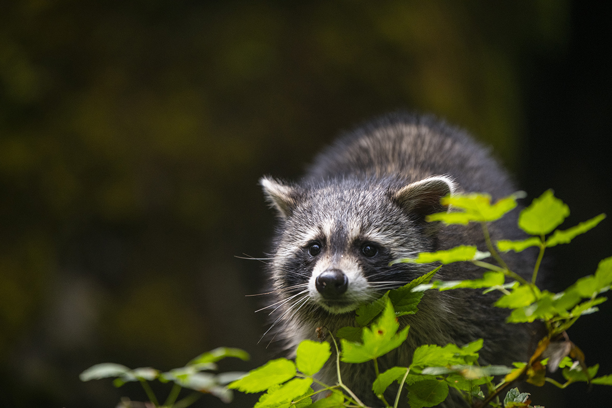 new raccoons