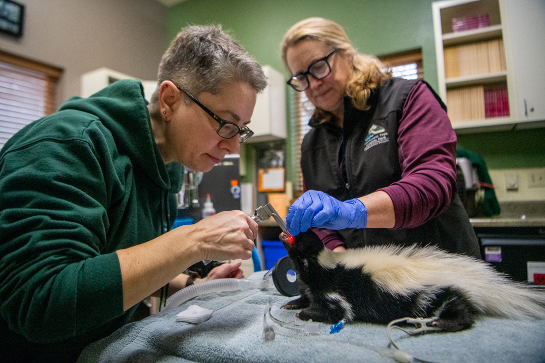 Marigold skunk exam with Dr. Case and Tracy