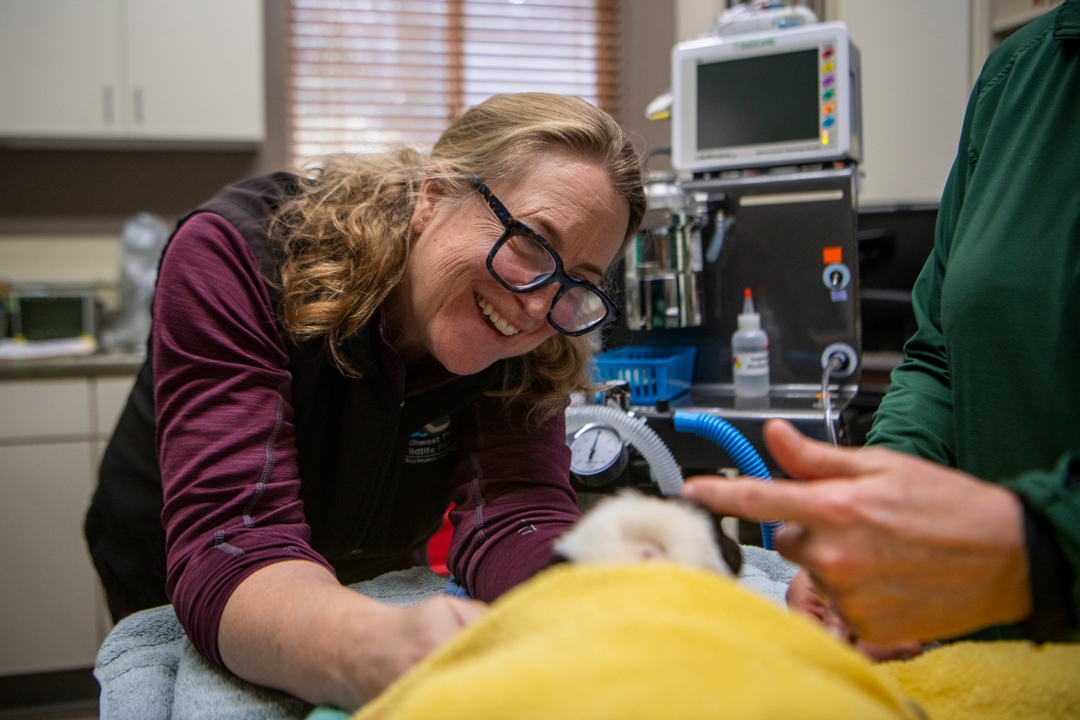 Marigold skunk exam Dr. Case