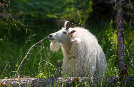 Mountain goat Ellinor