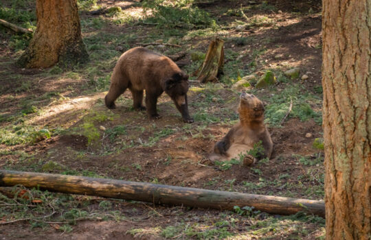 Grizzly boys March 2025