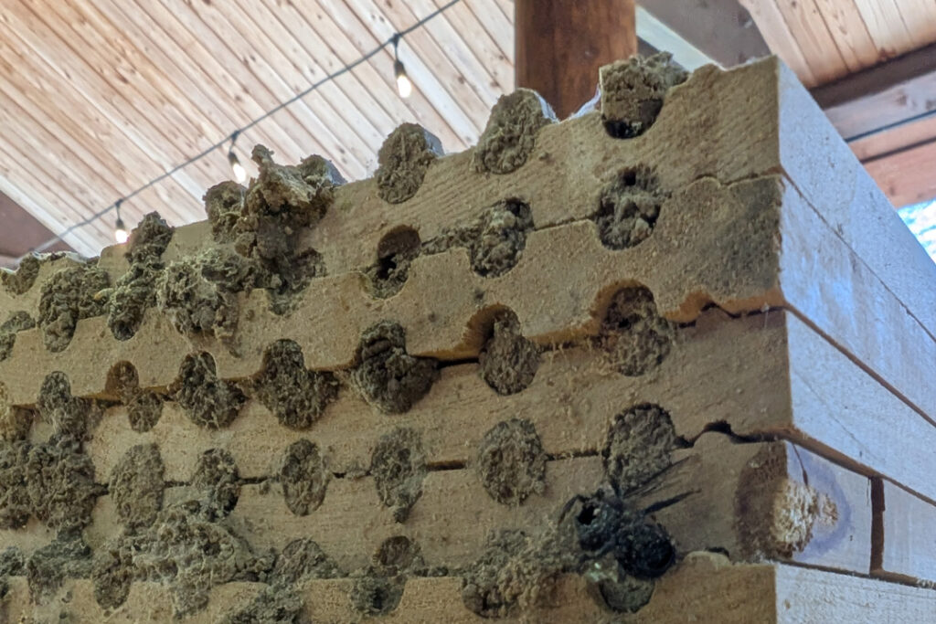 Mason bee cleaning 2025