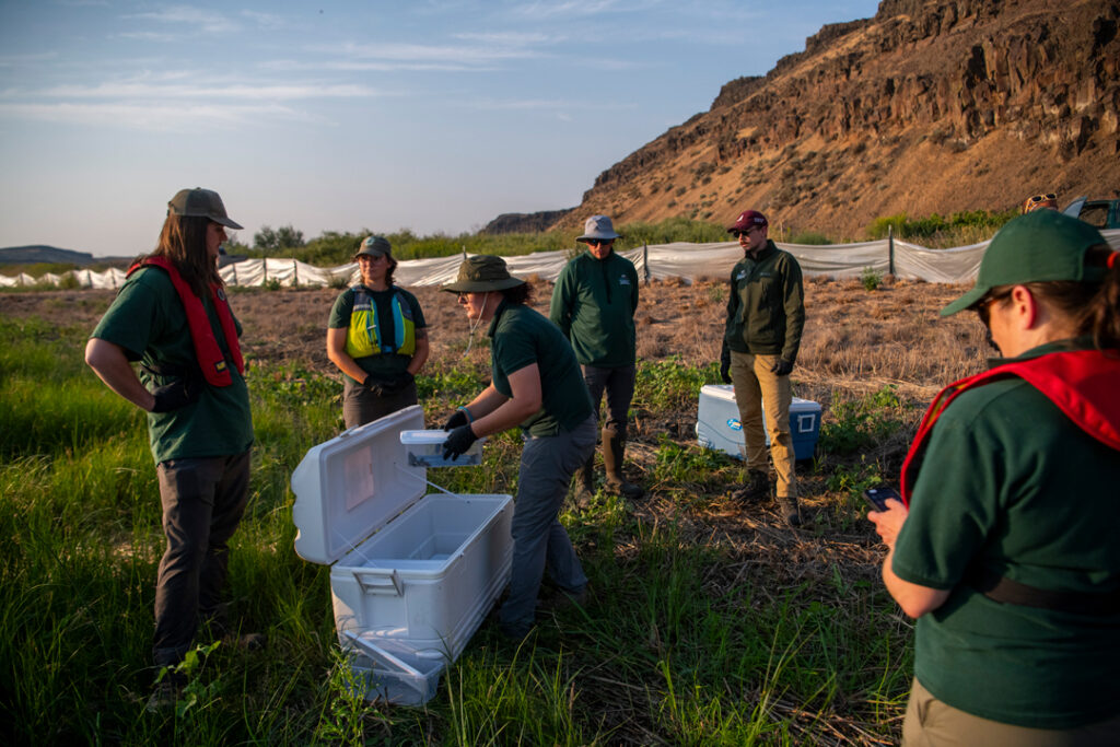 Northern leopard frog release