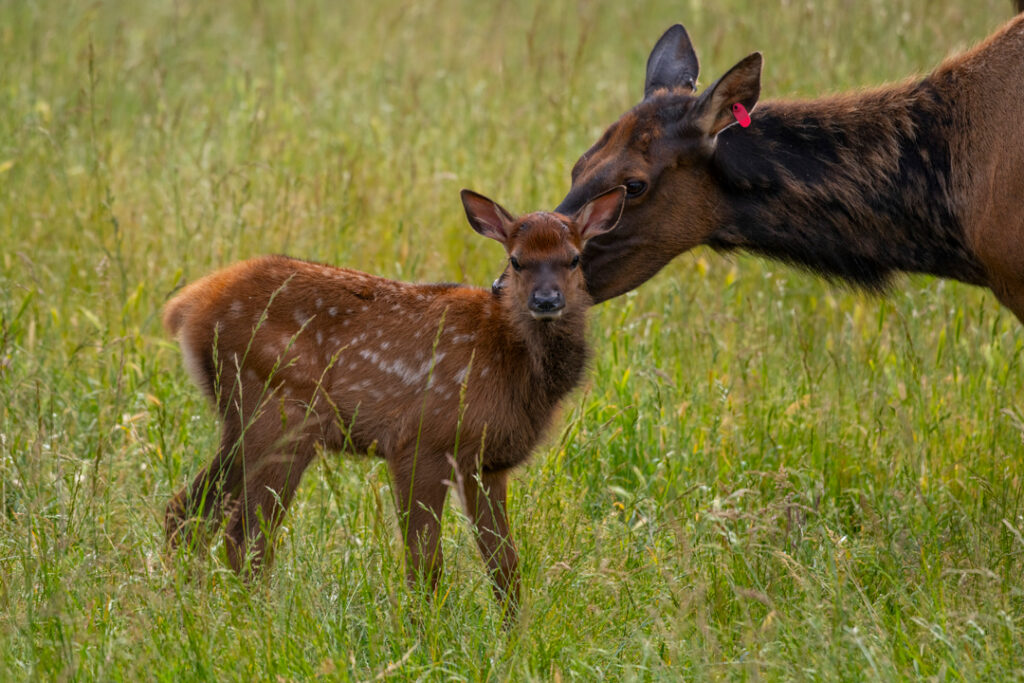 2025 FRA babies - Elk