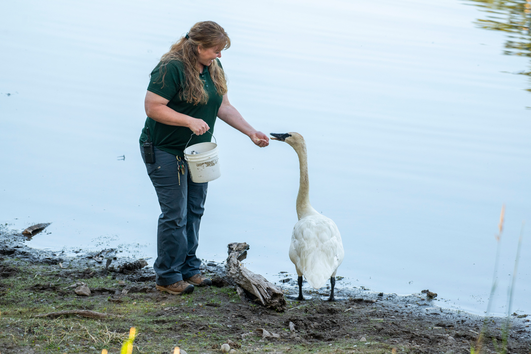 Keeper Week 2025 - Deanna, Trillium swan